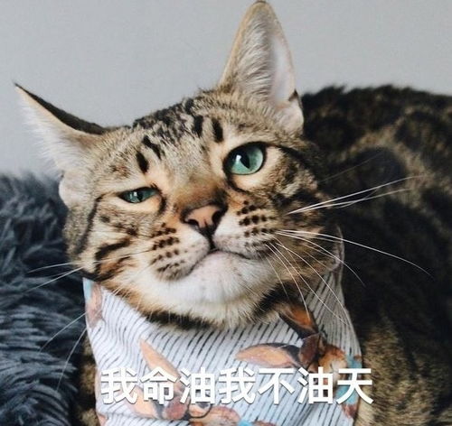 王思聪表情包丨想你的液