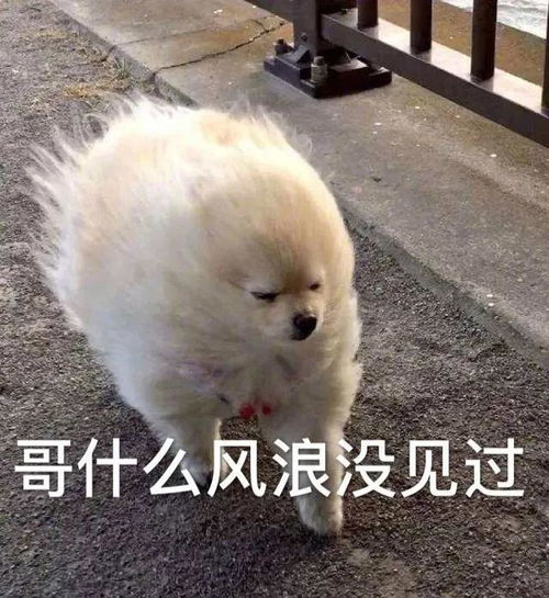 表情包快看那里有个傻子