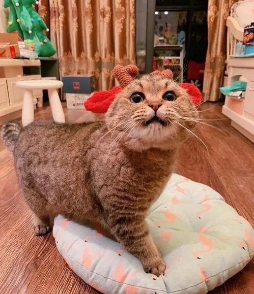 铲屎官给猫主子买猫垫子,猫咪表示尺寸太小,表情不满超搞笑