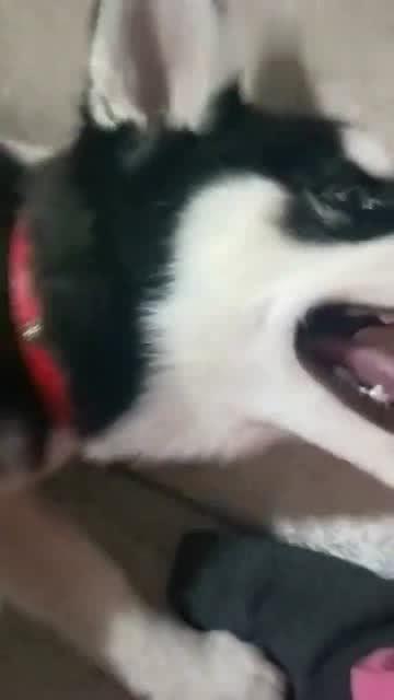 蠢萌二哈表情包打架