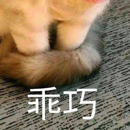 猫咪乖巧的表情