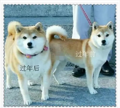 搞笑表情包年前年后的对比趣图,每逢佳节胖十斤