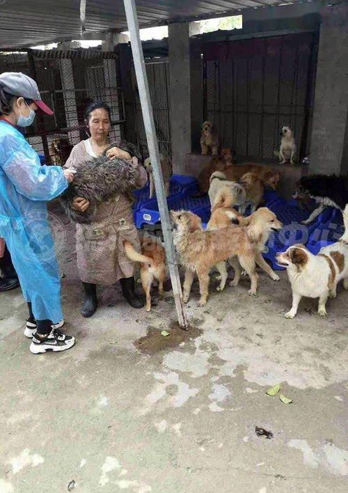 不为自己不为家人60岁阿姨当街下跪乞讨,背后真相让人意外...