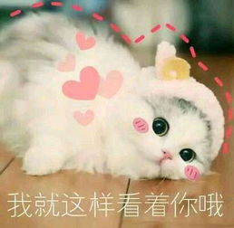 可爱猫咪表情包,萌萌的小仙女最为喜欢,小哥哥都hold不住