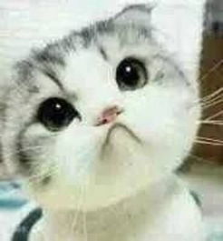 求这只萌猫的其他一张套图表情