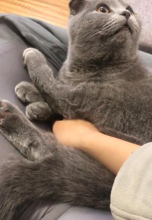 蓝猫等待宠主回家,却发现没有小鱼干,脸上表情360度的大转变