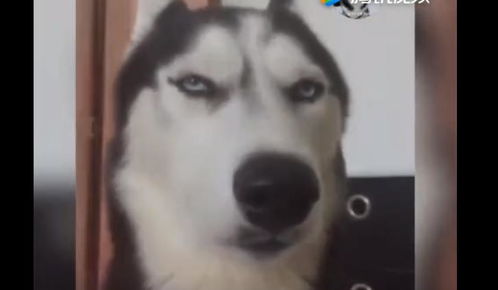 哈士奇以表情帝走红网络,看看它魔性的表情,可以笑一年了