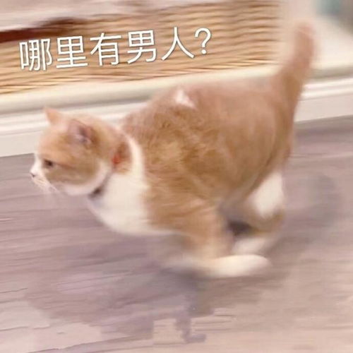 表情包快点闭嘴吧你