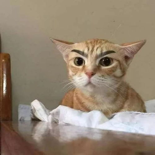 就是这么拽,猫猫头像