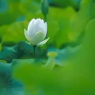 全网最全莲花头像,lovepeace
