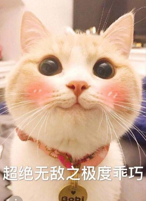 猫猫表情包我要把你摁在墙上,亲亲