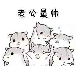 卖萌表情包小可爱仓鼠