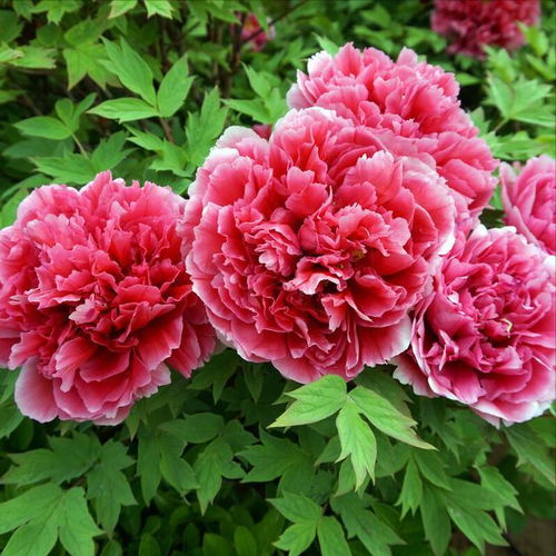6种花旺老人,好养好寓意,老人养一盆,长寿旺子孙兰花茉莉富贵君子兰长寿花牡丹花龟背竹盆栽植物网易订阅