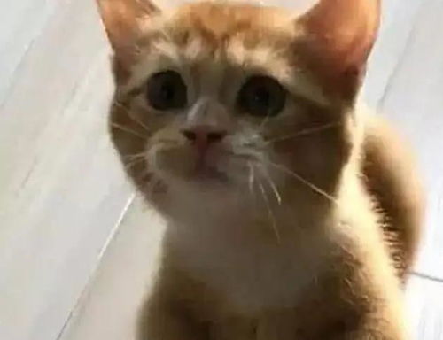 小奶猫站在主人面前,主人以为要抱抱,下一秒主人笑喷了