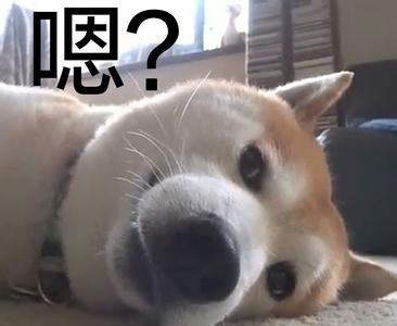 单身柴犬表情包