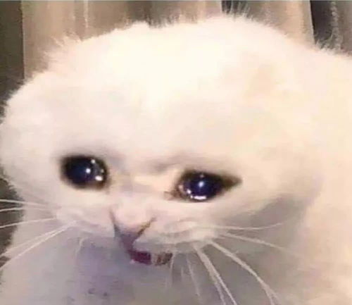 小猫咪真的会哭吗
