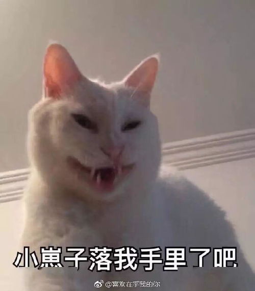 抖音跪拜表情包喵喵喵