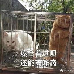 前瞻丨明斯克设计局又喝多了8级f系轻坦标伤720