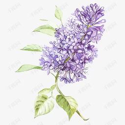 薰衣草花朵素材图片免费下载高清png千库网图片编号9167510