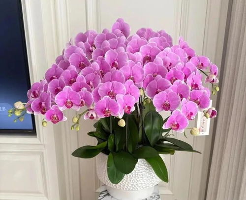 妈妈说这花真丑,色不俊花不大,网友自己喜欢就好