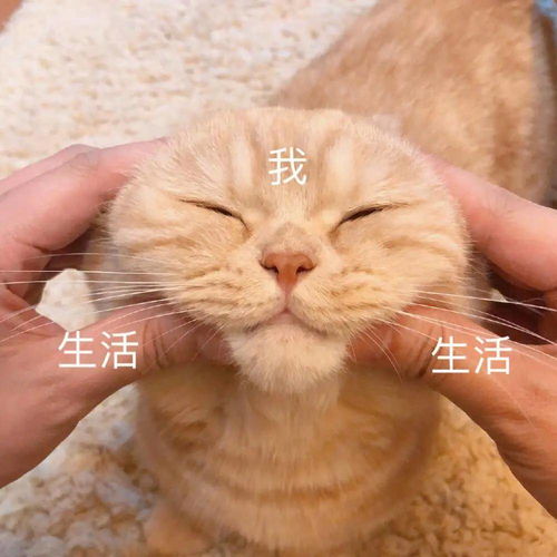 别的猫都需要减肥,而我的猫需要增肥