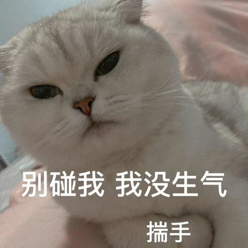 搞笑表情包别碰我我没生气