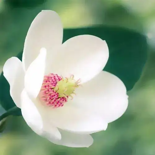 中老年头像大全好看的花朵微信头像图片