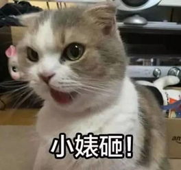 图片怎么变成表情包猫咪