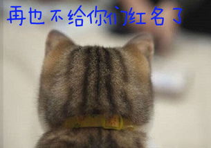 二楼定律年末最终篇