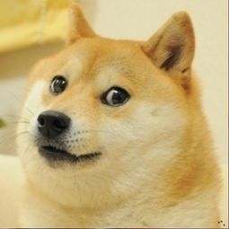 狗头护体表情包doge