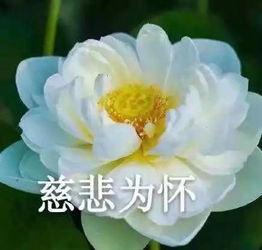 荷花头像五十多岁的老人用的收藏品
