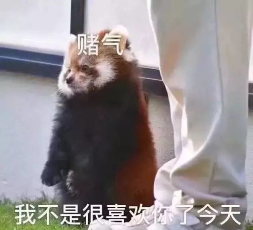 要疯了的表情包我爱你