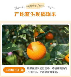 湖南麻阳冰糖橙当季新鲜橙子水果5斤非夏橙脐橙买五送五