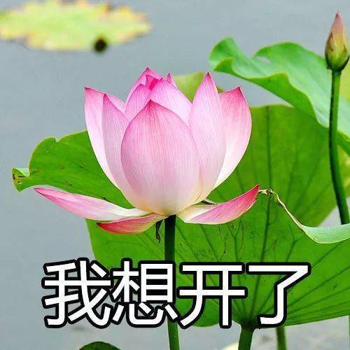 荷花头像五十多岁的老人用的忽悠