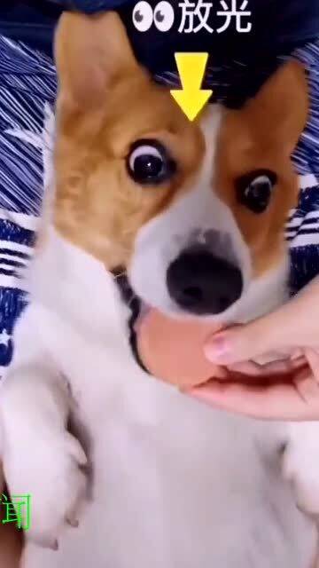 遇到喜欢和不喜欢的东西,狗狗的表情亮了