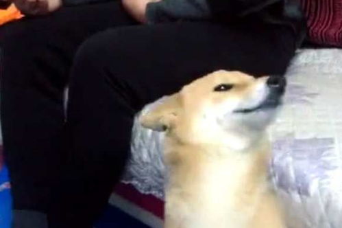 柴犬犯事被主人骂,立马撒娇求原谅,欠揍的表情莫名戳中笑点