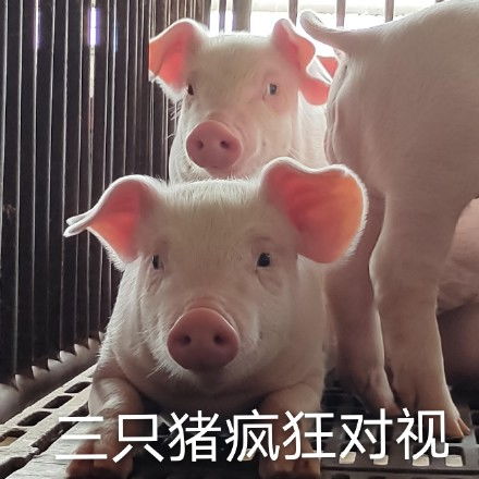 疯狂的动物表情包动物