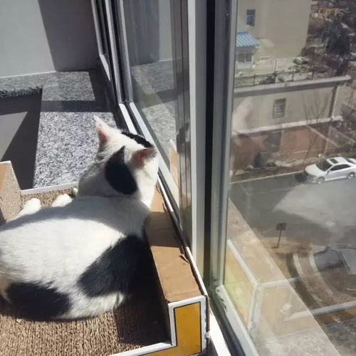 领养回访即便无鲜花怒马我也想陪你们看烈焰繁华