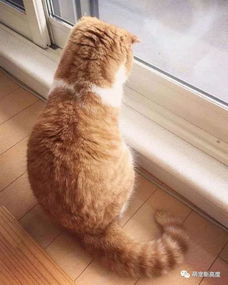 可爱萌宠表情包,橘猫