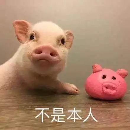 猪睡觉叫不醒的表情包