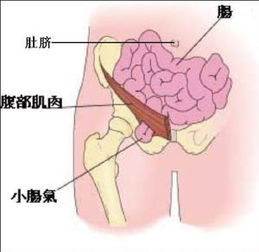 先做疝气手术还是先看好前列腺的病