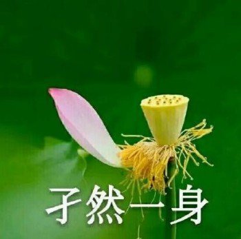 老年人爱用的很ok的表情包