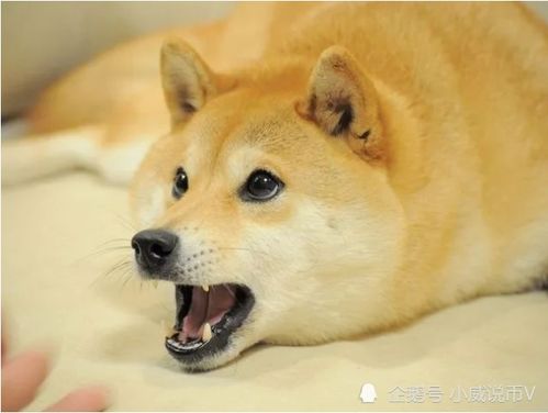 狗狗币加密最伟大的模因简史