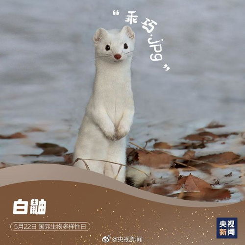 国际生物多样性日,请查收这些神奇动物表情包