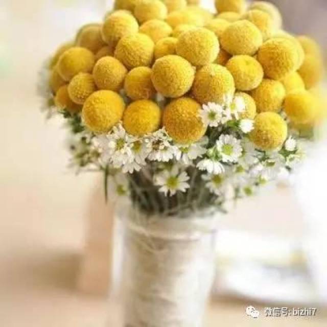 2017微信头像花草,那些花儿