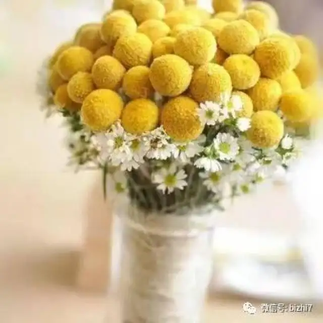 2017微信头像花草,那些花儿