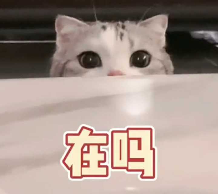 表情包超可爱猫咪表情包