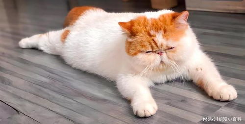 从异短到加菲一只猫如何成为全球表情包天王