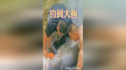钓到大鱼,三个小伙都抬不动