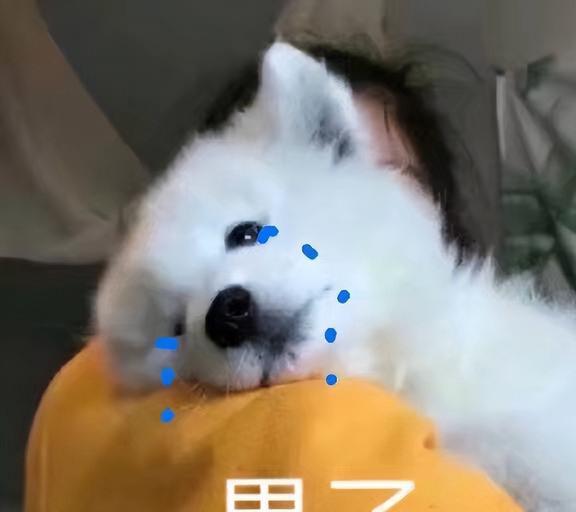 6个最伤狗的遛狗方式,第一个你就中招了
